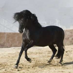  Black Andalusian Stallion Cantering in Arena Yard, Osuna 