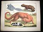   Seba C1750 Egyptian Mongoose, Agouti, Flying Squirrel 61. LG Folio HC