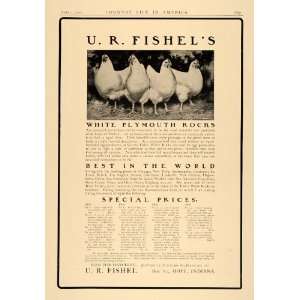  1906 Ad U.R. Fishels White Plymouth Rocks Egg Chickens 