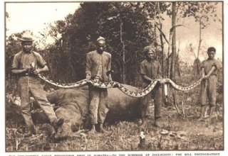 1933 a lg article/photos one horned javanese rhino shot in sumatra 
