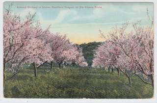 Alaska Yukon Pacific Exposition 1909 Postcard Almond Orchard No 1652 