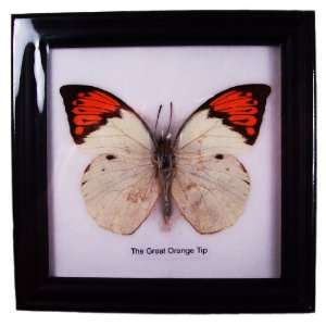  Butterfly Framed the Great Orange Tip Black Frame 