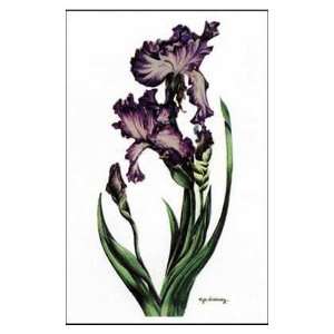  Iris I Poster Print