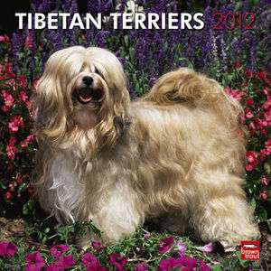 Tibetan Terriers 2012 Wall Calendar  