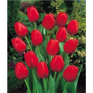  50 Apeldoorn Tulip Bulbs with 15 Free Muscari Latifolium 