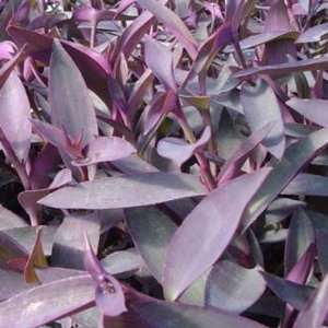  Tradescantia pallida Purple Heart 18 Plants   4 inch 