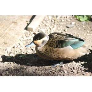  Hottentot Teal Taxidermy Photo Reference CD Sports 