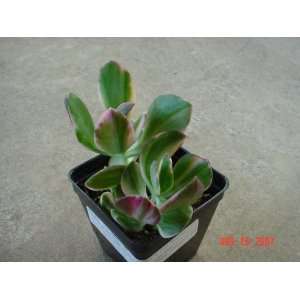  Jade Plant Variegated Leaves Patio, Lawn & Garden