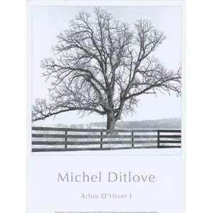  Arbres DHivers I Finest LAMINATED Print Michel Ditlove 