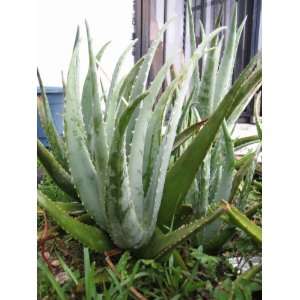  Aloe Vera Plant Patio, Lawn & Garden