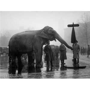  Elephant, and Stop Sign on a Wet Day, December 5, 1923 
