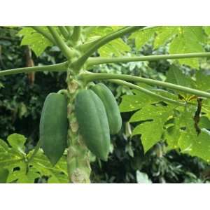 Papaya Plant from the Island of Tobago in the West Indies Photographic 