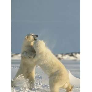  A Pair of Polar Bears, Ursus Maritimus, Frolic in a Snowy 