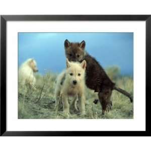 com Wolf Pups Play at the Mission Wolf Refuge Photography Framed Art 