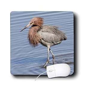  VWPics Birds   Reddish Egret fluffs its feathers as it 