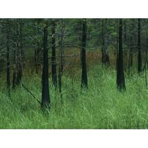  Slash Pines Grow above the Tall Grass in Floridas 
