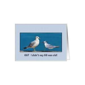  Birthday, 66th, Gull and Tern Birds Card Toys & Games