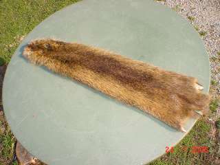 Nutrea skin Dressed/Tanned pelt fur hide Water Animal  