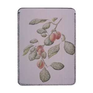  Victoria Plum, 1995 (w/c) by Iona Hordern   iPad Cover 