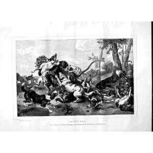   1870 LION HUNTING DOCKS ATTACKING WILD ANIMALS PRINT