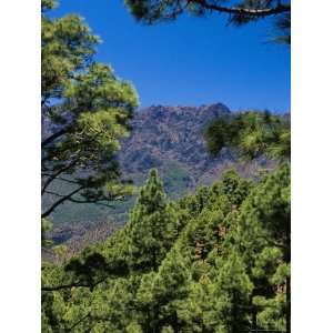  Pine Trees Near El Mirador De La Cumbrecita, La Palma 