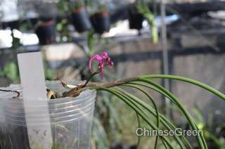 CGAscocentrum himalaicum Rare Orchid Species Cold Hardy Blooming 