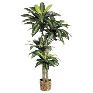   of 2 Decorative Dracaena Plants with Round Baskets 5