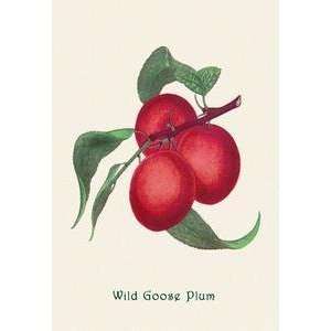  Vintage Art Wild Goose Plum   04155 2