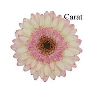  Carat Mini Gerbera Daisies   140 Stems Arts, Crafts 