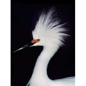  Snowy Egret in Breeding Plumage, Ding Darling National 