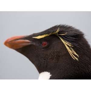  Macaroni Penguins, New Island, Falkland Islands Stretched 