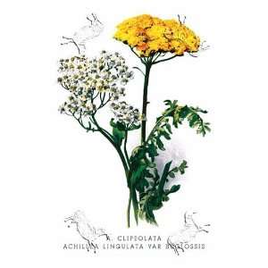  A. Clipeolata Achillea Lingulata Var Buglossis by Richard 