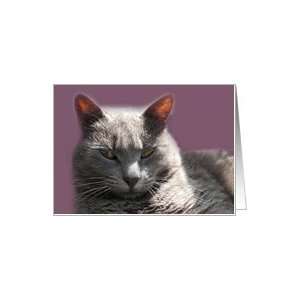 Russian Blue, Grey Cat Blank Card Card