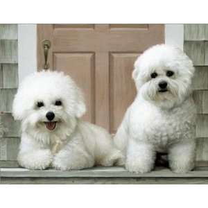  Bichon Frises on Porch Notecards 