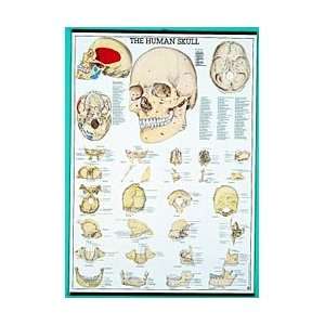 Human Anatomy Charts, Set/16 with Tripod  Industrial 