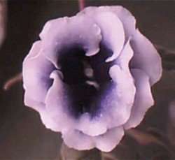 Sinningia Tuber ~BLUE DANDY~ Double Flowered Florist Gloxinia  