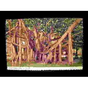  1960s Giant Banyon Tree, Florida Postcard 4x6 not 