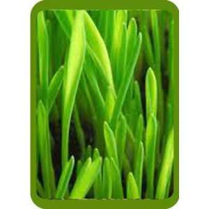 Barley Grass for Nutrition and Health  Make Sure it is Organic Barley 