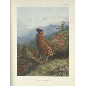   24 x 32 inches   The Satyr Tragopan (Tragopan Satyra)