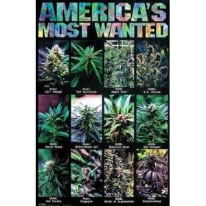  AMERICAS MOST WANTED POSTER 22 X 34 MARIJUANA #179