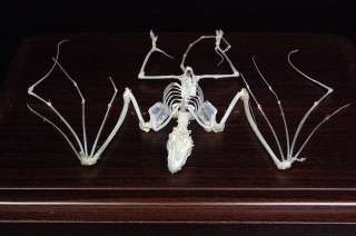 Real bat skeletons, taxidermy, specimen  