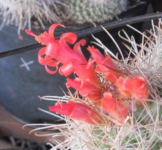 Cochemiea setispina Huge Clump of Stems Cactus LG  