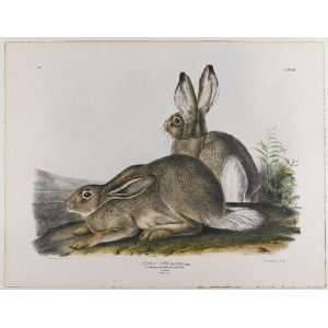   James Audubon   24 x 18 inches   Townsends Rocky Mountain Hare Home