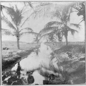   Puerto Rico,1898 1900,canal near San Juan,Palm trees