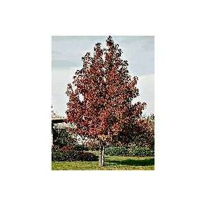  Sweetgum Tree, 36 48 Inch Patio, Lawn & Garden