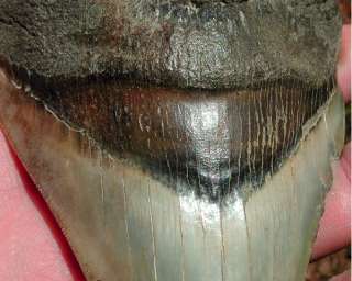 16 MEGALODON SHARK Tooth Fossil Megladon Teeth USA  