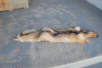 Gorgeous Light colored winter fur/skin/ coyote pelt beautiful w/ ring 