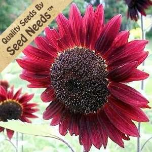  100 Seeds, Sunflower Velvet Queen (Helianthus annuus) Seeds 