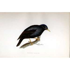  Sardinian Starling Bree H/C 1875 Old Prints Birds
