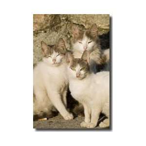  Three Cats In The Sun Meteora Greece Giclee Print
